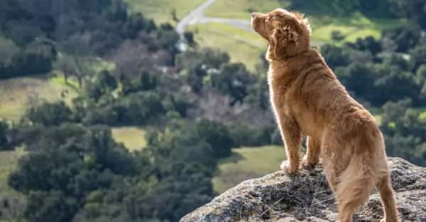 Holiday with your dog in Germany
