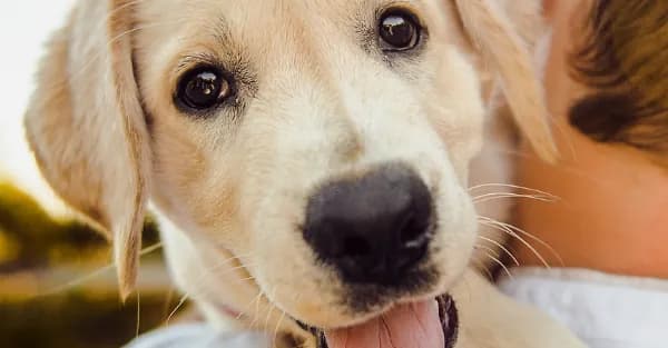 For holidays with your dog